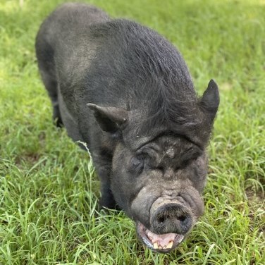 a Vietnamese pot-bellied pig in the grass