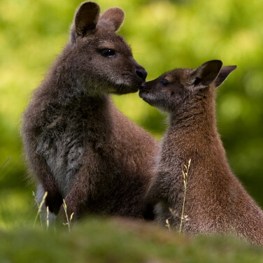 two Wallabies touching noses