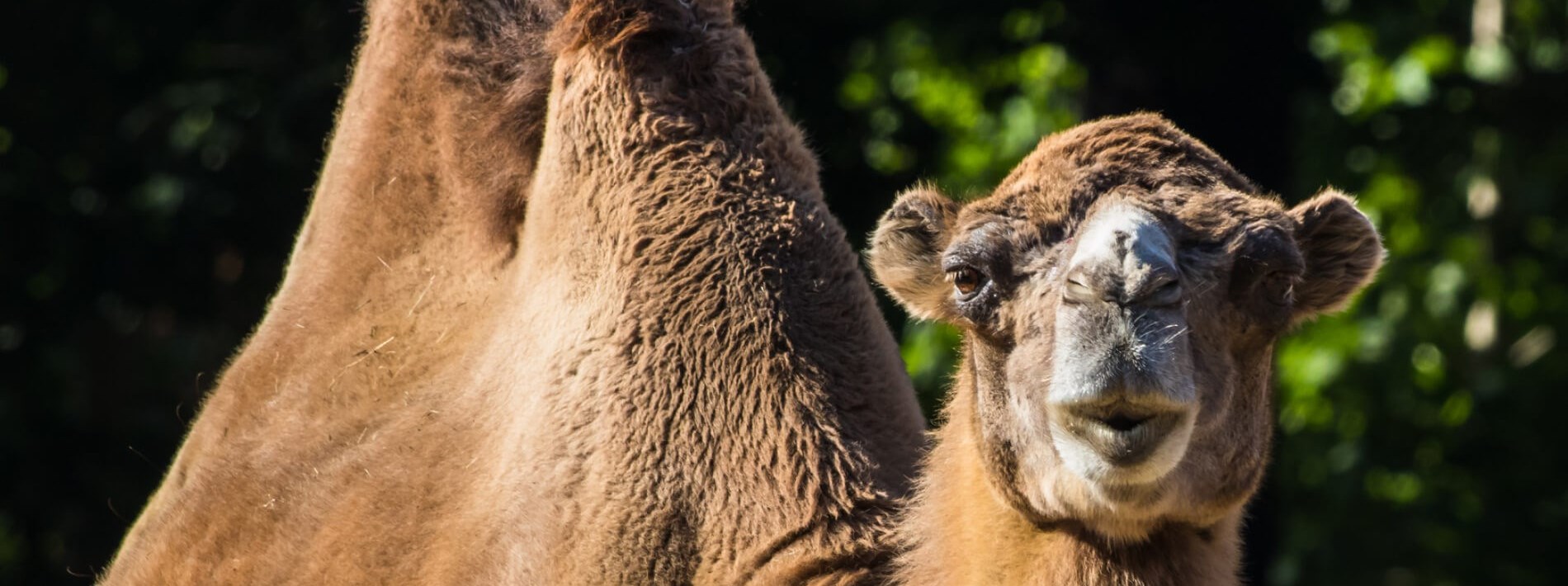 close up of a camel face