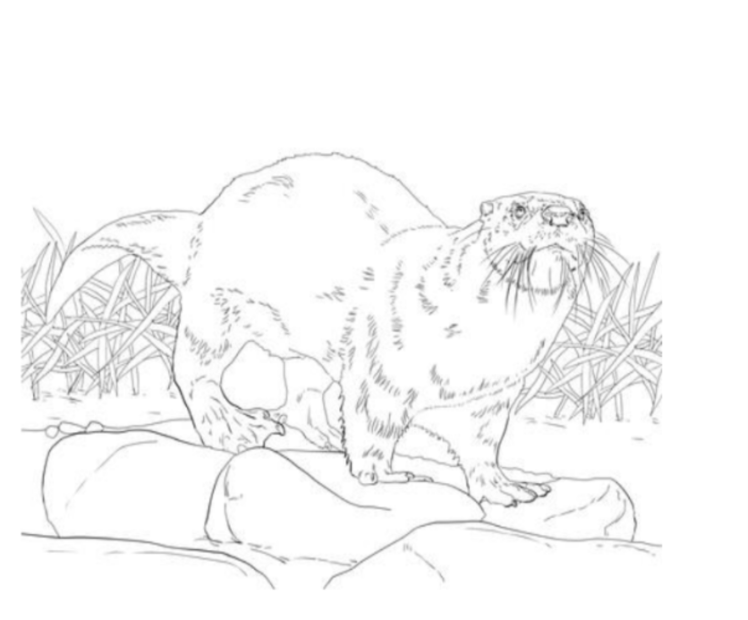 Black and White North American River Otter Coloring Sheet