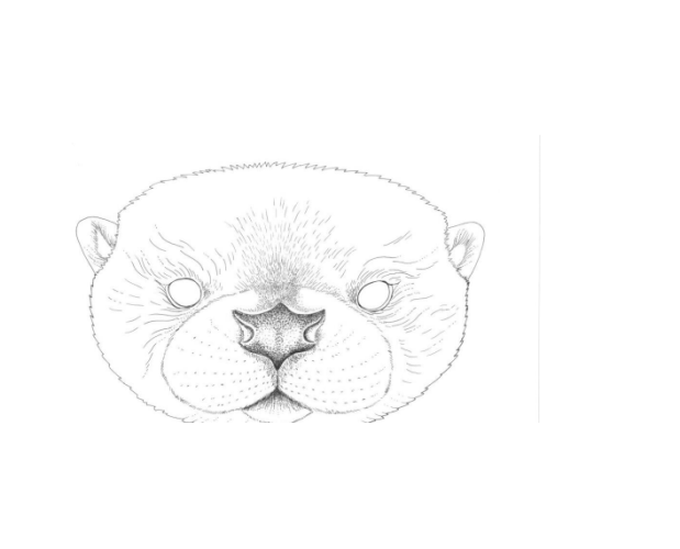 outline of river otter face to make your own mask at home.