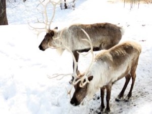 Two brown and white reindeer with full antlers in winter exhibit